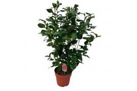 Camellia japonica dr king Camellia Dr. King 70+ knoppen 70 bl.