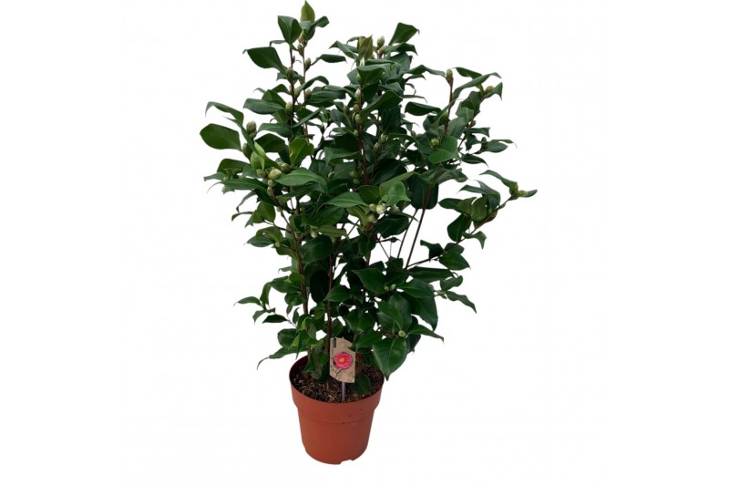 Camellia japonica dr king Camellia Dr. King 70+ knoppen 70 bl. 