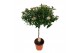 Viburnum tinus Viburnum Tinus op stam 