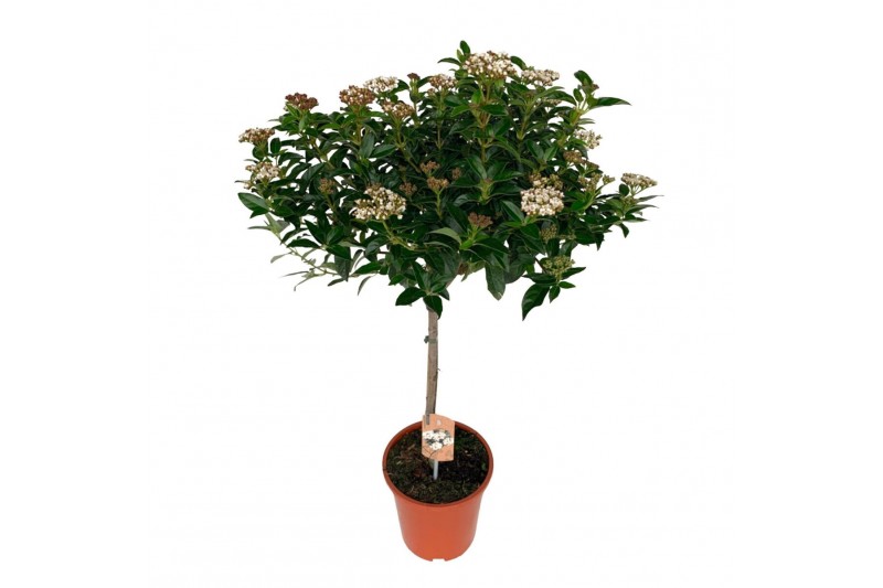 Viburnum tinus Viburnum Tinus op stam 