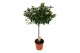 Viburnum tinus Viburnum Tinus op stam 