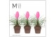 Tillandsia cyanea vincent Toscana keramiek 