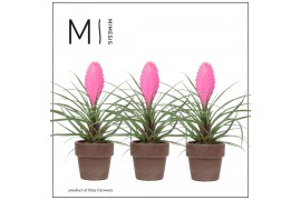 Tillandsia cyanea vincent Toscana keramiek