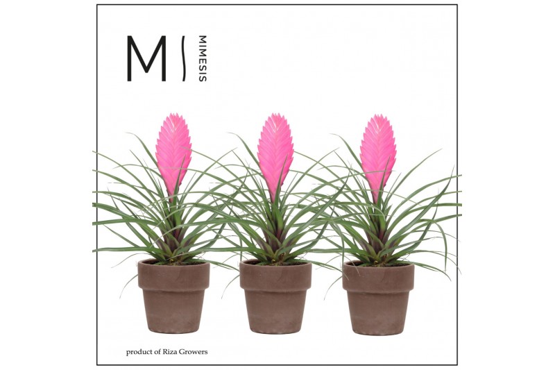 Tillandsia cyanea vincent Toscana keramiek 