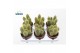 Cactus Vatricania Guentheri 