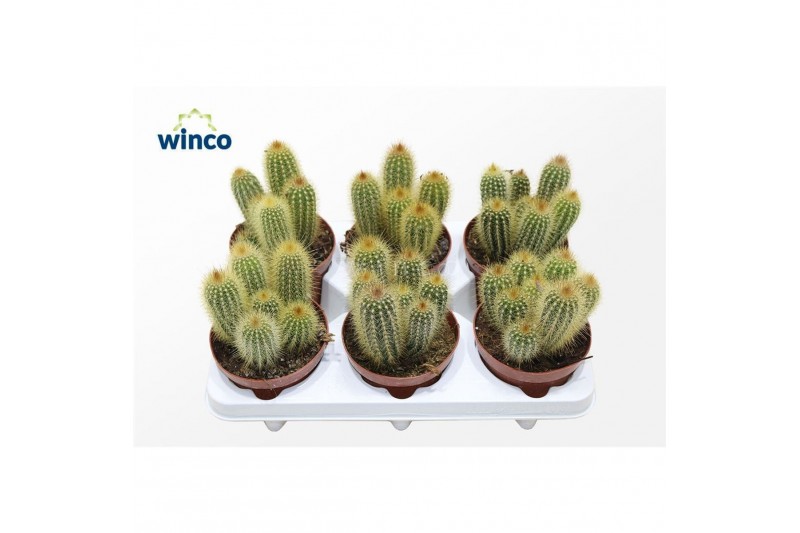 Cactus Vatricania Guentheri 