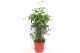 Dracaena surculosa 