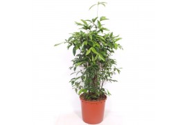 Dracaena surculosa