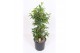 Dracaena surculosa 