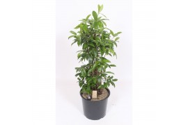 Dracaena surculosa