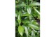 Dracaena surculosa 