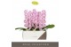 Phalaenopsis paars Formidablo - Iguaza Falls - 1 tak, 12+ bloem 