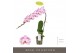 Phalaenopsis paars Formidablo - Iguaza Falls - 1 tak, 12+ bloem 