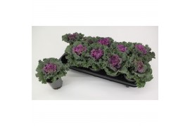 Brassica oleracea gekruld rood
