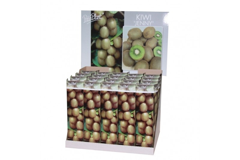 Actinidia deliciosa jenny (Kiwi) 