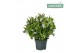 Hebe hebedonna jenna Hebe Addenda Donna® - White 
