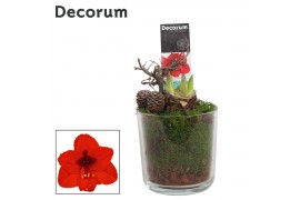 Hippeastrum Rood 2 Knop Claudia glas HERFST (Decorum)
