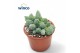 Adromischus maculatus Adromischus Marianiae Herrei Lime Drops 