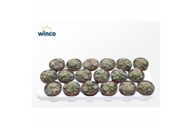 Cactus Lophophora Williamsii (old Plants)
