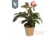 Helleborus hgc ice n roses rose HGC Helleborus Ice N Roses Pink in gou 