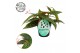Begonia maculata double dot 