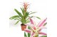 Guzmania linea pink 