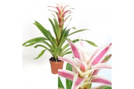Guzmania linea pink