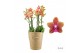Phalaenopsis multiflora bolgheri Duetto Multi - 4 tak,60+ 