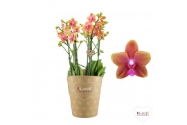 Phalaenopsis multiflora bolgheri Duetto Multi - 4 tak,60+