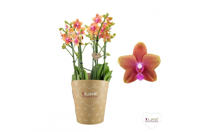 Phalaenopsis multiflora bolgheri Duetto Multi - 4 tak,60+ 