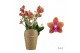 Phalaenopsis multiflora bolgheri Duetto Multi - 4 tak,60+ 