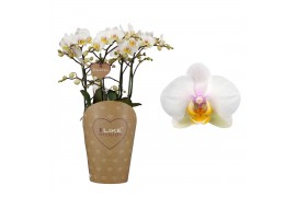Phalaenopsis floriclone busy bee Duetto Multi - 4 tak, 60+ bloem