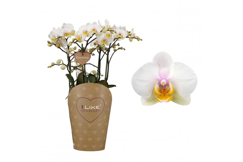 Phalaenopsis floriclone busy bee Duetto Multi - 4 tak, 60+ bloem 