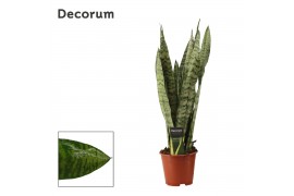 Sansevieria zeylanica decorum