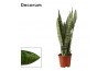 Sansevieria zeylanica decorum
