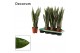Sansevieria zeylanica decorum 