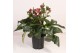 Helleborus hgc ice n roses red 
