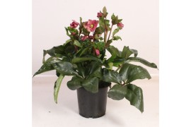 Helleborus hgc ice n roses red