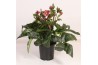 Helleborus hgc ice n roses red