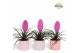 Tillandsia cyanea vincent Tillandsia Vincent Sevilla 1 bl. 