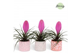 Tillandsia cyanea vincent Tillandsia Vincent Sevilla 1 bl.