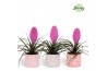 Tillandsia cyanea vincent Tillandsia Vincent Sevilla 1 bl.