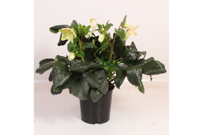 Helleborus hgc ice n roses white 