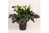 Helleborus hgc ice n roses white