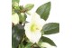 Helleborus hgc ice n roses white 