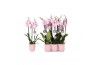 Phalaenopsis rosion 3 tak - 22+ bloemen