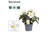 Helleborus niger christmas carol XL met kraag Decorum