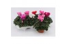 Cyclamen pers. midi super serie allure Cyclaam Midi Mix 22 cm diameter