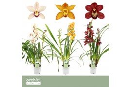 Cymbidium mix 2 tak - Orchid Collection