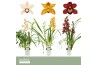 Cymbidium mix 2 tak - Orchid Collection